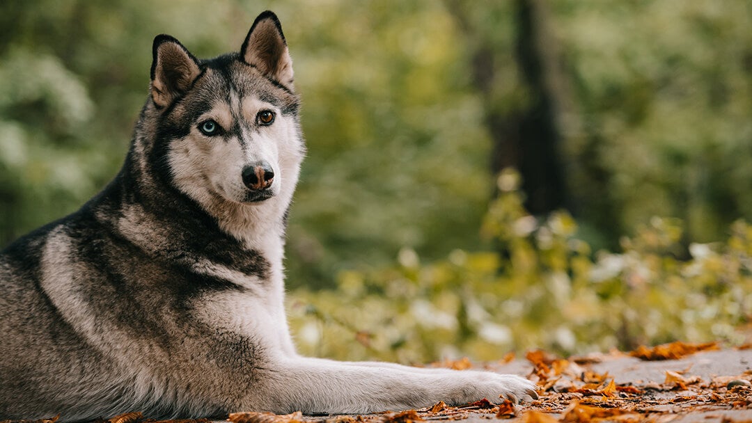 Husky that looks like a sale wolf